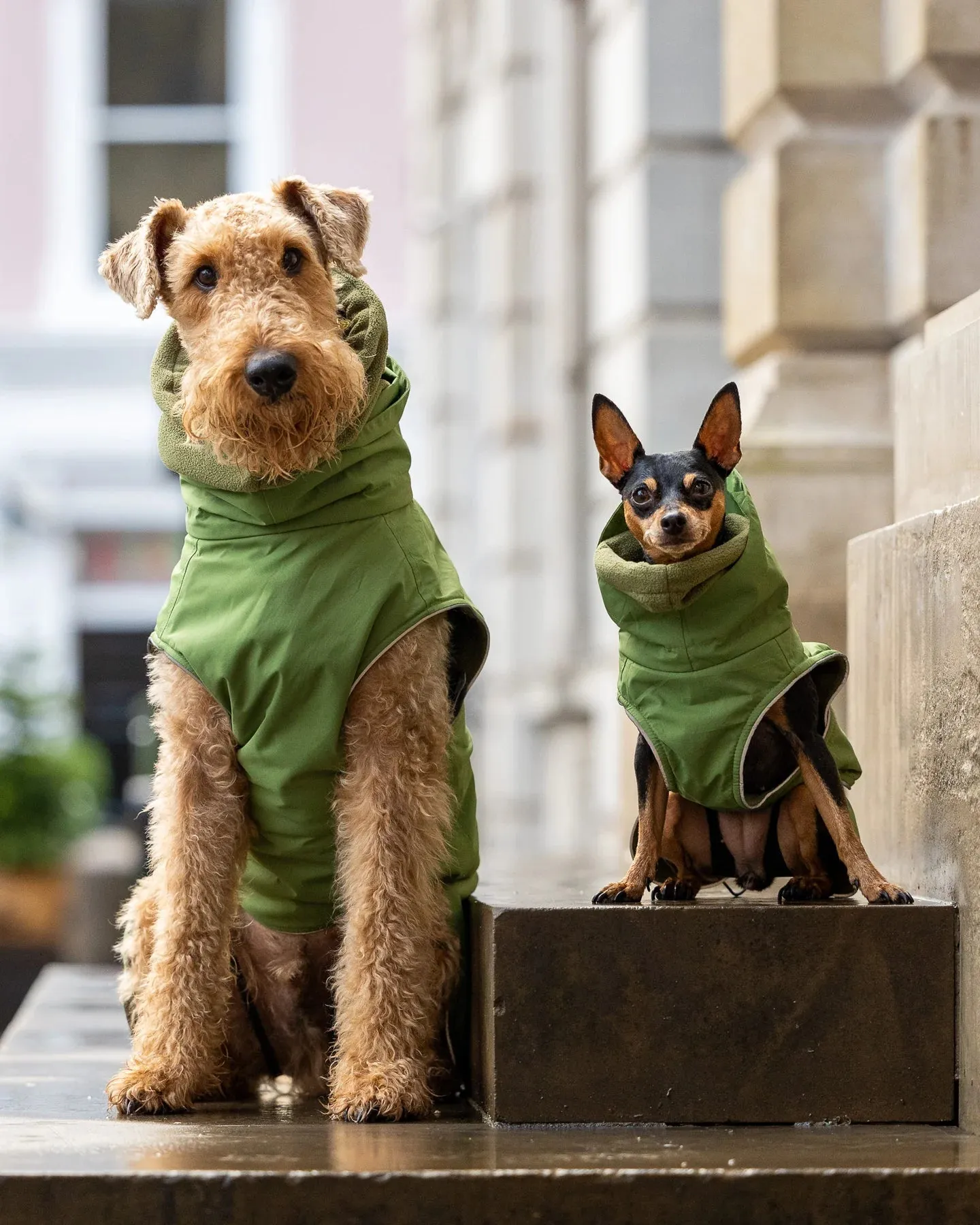 Waterproof Dog Coat